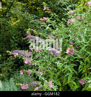 Plant Association - with Buddleja `Lochinch' AGM- and Lavatera x clementii `Bredon Springs' AGM   PAS051531  Compulsor Stock Photo